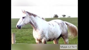 Horny Milf takes giant horse cock dildo compilation &vert; Masked Milf